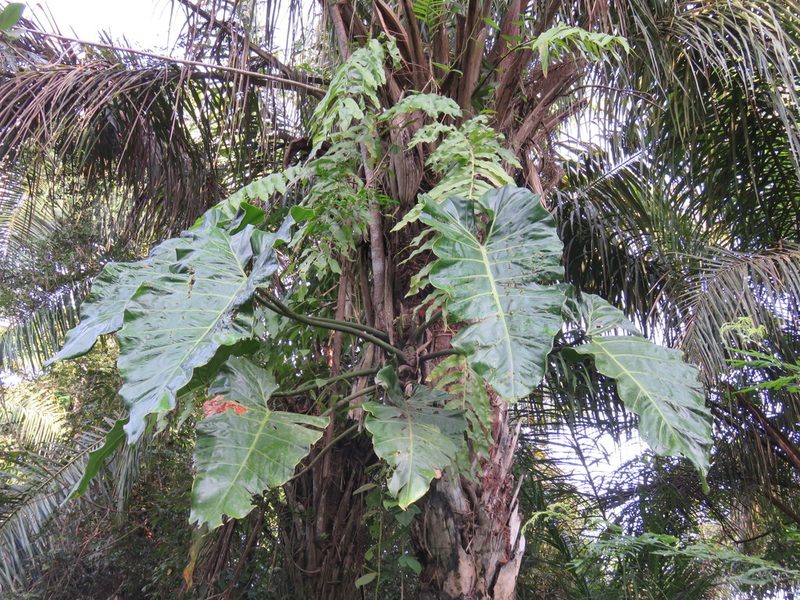 Philodendron maximum, photographed by Vincent A. Vos
