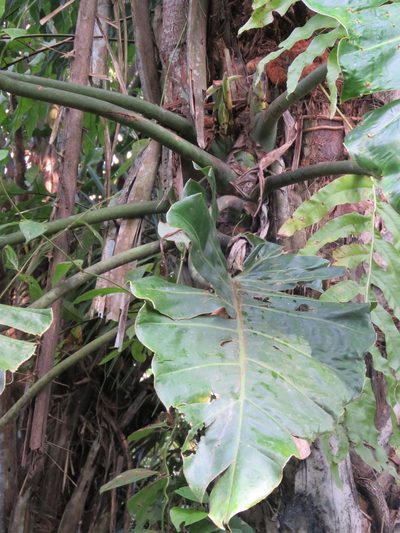 Philodendron maximum, photographed by Vincent A. Vos