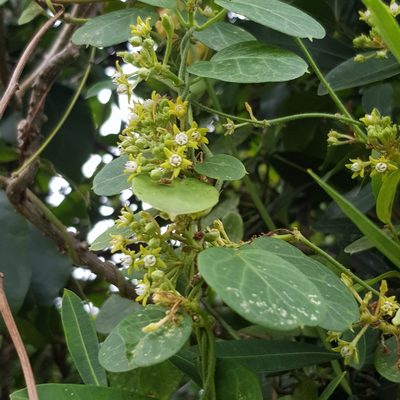 Cynanchum obtusifolium, photographed by Margaret Burger