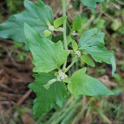 Distephanus angulifolius, photographed by Margaret Burger