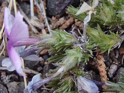 Phlox douglasii, photographed by Tom Wainwright