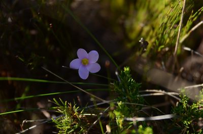 Oxalis depressa, photographed by Charleen Brunke