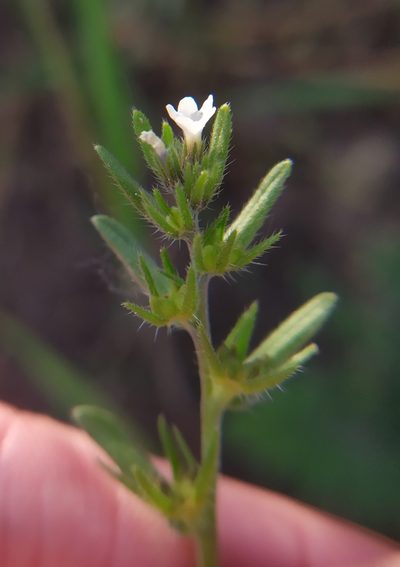Buglossoides incrassata, photographed by carnifex