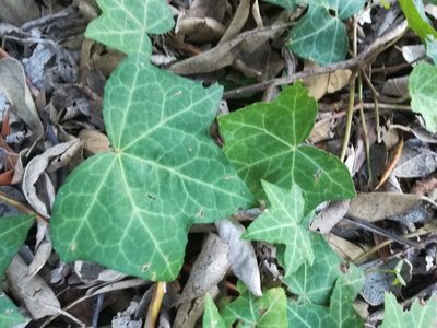 Hedera canariensis, photographed by Noeleen du Toit