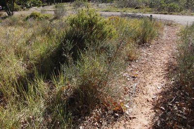 Podalyria myrtillifolia, photographed by Tony Rebelo