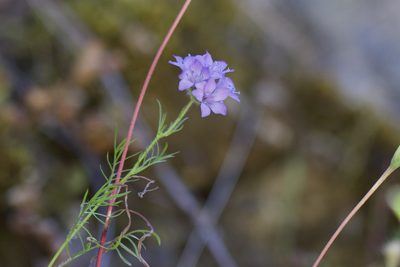 Gilia achilleifolia, photographed by Arvel Hernandez