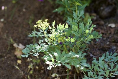 Lomatium californicum, photographed by Arvel Hernandez