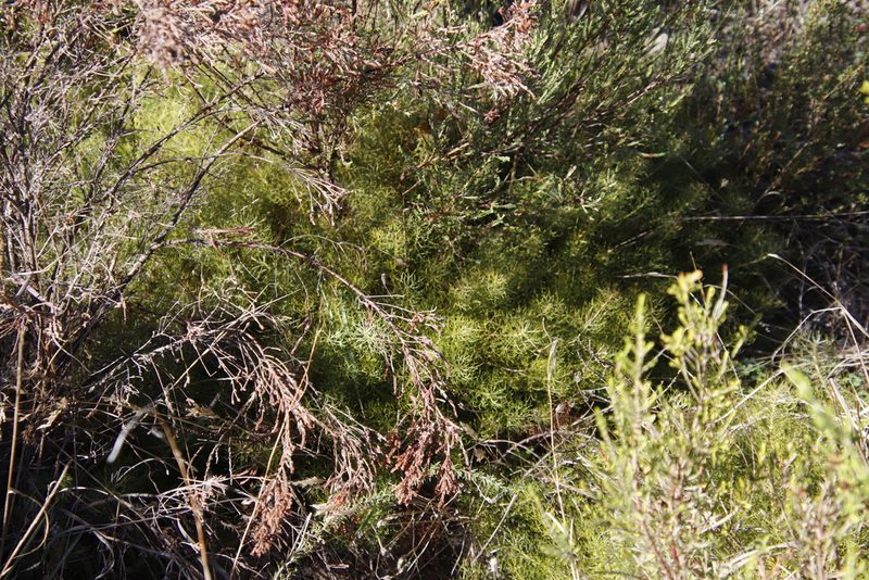 Serruria cyanoides, photographed by Tony Rebelo