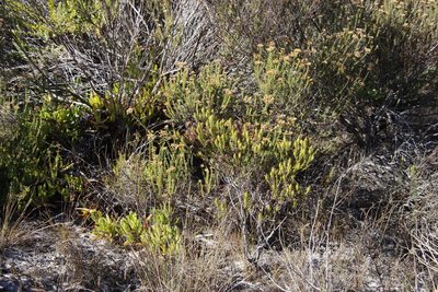 Phylica plumosa, photographed by Tony Rebelo