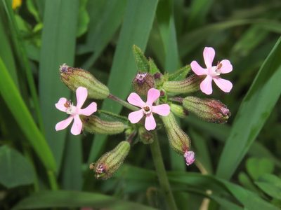 Silene fuscata, photographed by Emanuele Santarelli