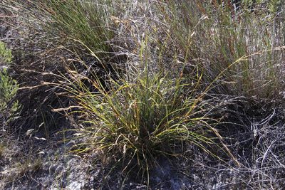 Tetraria eximia, photographed by Tony Rebelo