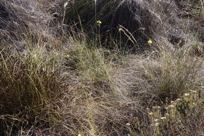 Bulbine favosa, photographed by Tony Rebelo