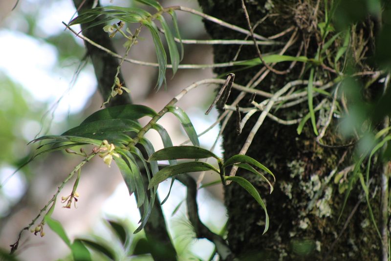 Epidendrum coronatum, photographed by Francis Pérez