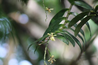 Epidendrum coronatum, photographed by Francis Pérez