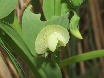 Lathyrus ochrus, photographed by Emanuele Santarelli