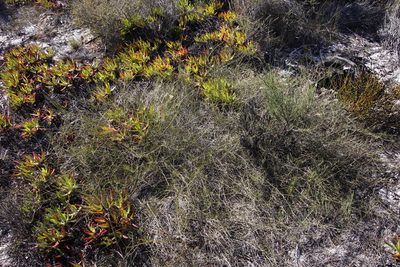 Lebeckia contaminata, photographed by Tony Rebelo
