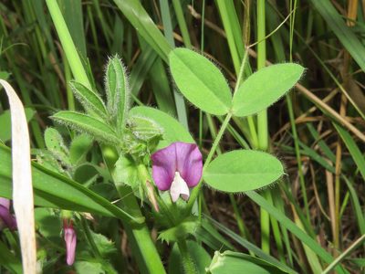Vicia bithynica, photographed by Emanuele Santarelli
