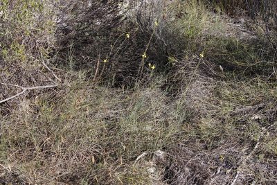 Bulbine favosa, photographed by Tony Rebelo