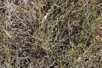 Lebeckia contaminata, photographed by Tony Rebelo