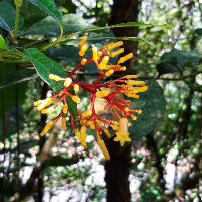 Palicourea padifolia, photographed by Arthur de Jesús Chavarría Pérez