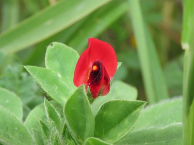 Lotus tetragonolobus, photographed by Emanuele Santarelli