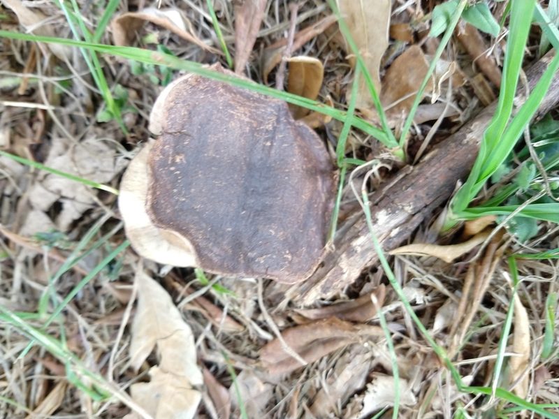 Jacaranda micrantha, photographed by William G. Borges