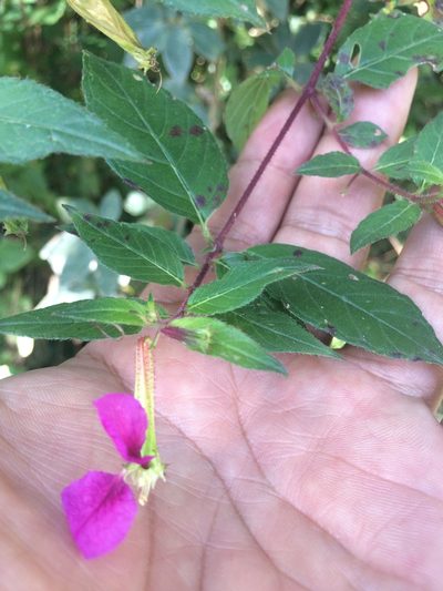 Cuphea nitidula, photographed by Adrianh M. Orozco