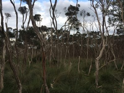 Melaleuca ericifolia, photographed by Austin 0201