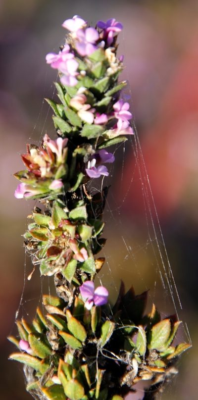 Muraltia thymifolia, photographed by Tony Rebelo