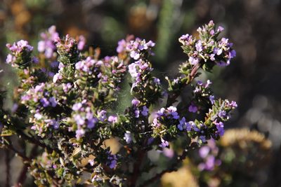 Muraltia thymifolia, photographed by Tony Rebelo