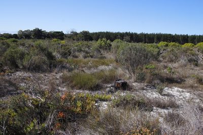 Bulbine favosa, photographed by Tony Rebelo