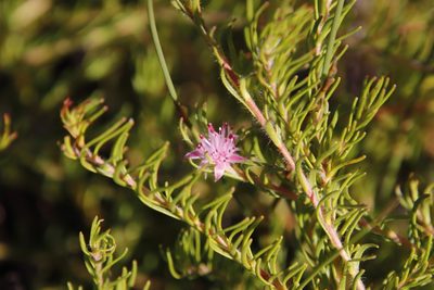 Diastella proteoides, photographed by Tony Rebelo