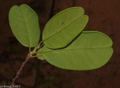 Baphia madagascariensis, photographed by Romer N. Rabarijaona