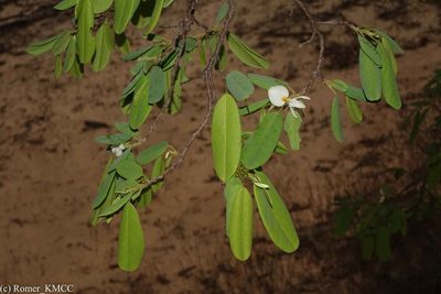 Baphia madagascariensis, photographed by Romer N. Rabarijaona