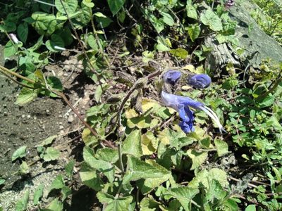 Salvia scutellarioides, photographed by sandy-espinozaf