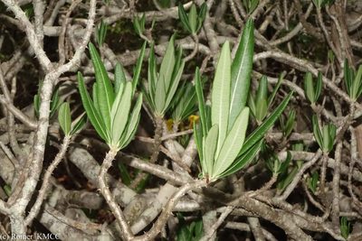 Pachypodium rosulatum, photographed by Romer N. Rabarijaona
