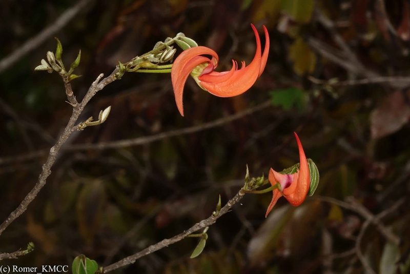Chadsia versicolor, photographed by Romer N. Rabarijaona