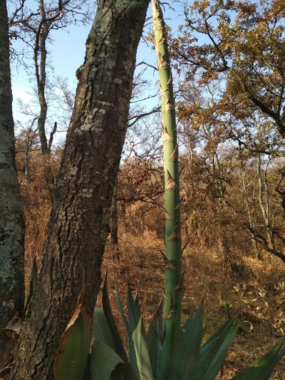 Agave inaequidens, photographed by Guillermo Huerta Ramos