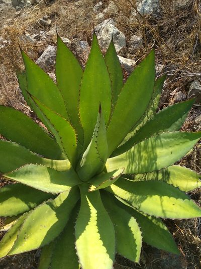 Agave inaequidens, photographed by Guillermo Huerta Ramos
