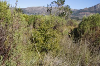 Melaleuca styphelioides, photographed by Tony Rebelo