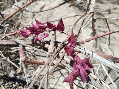 Ipomoea bracteata, photographed by Oscar Gonzalez Diaz