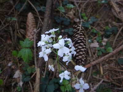 Cardamine trifolia, photographed by Gabriel Mayrhofer