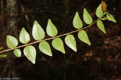 Strychnos myrtoides, photographed by Romer N. Rabarijaona