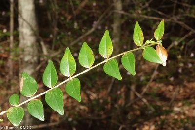 Strychnos myrtoides, photographed by Romer N. Rabarijaona