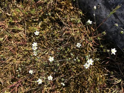 Spergula morisonii, photographed by Pavel Kacl