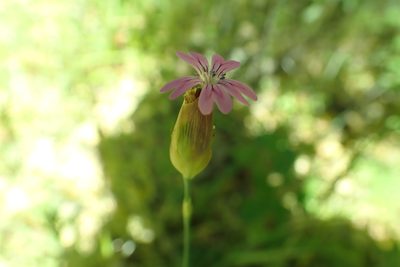 Petrorhagia dubia, photographed by Steve Woodward