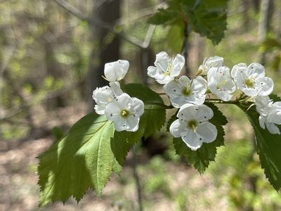 Crataegus pruinosa, photographed by Summit Metro Parks