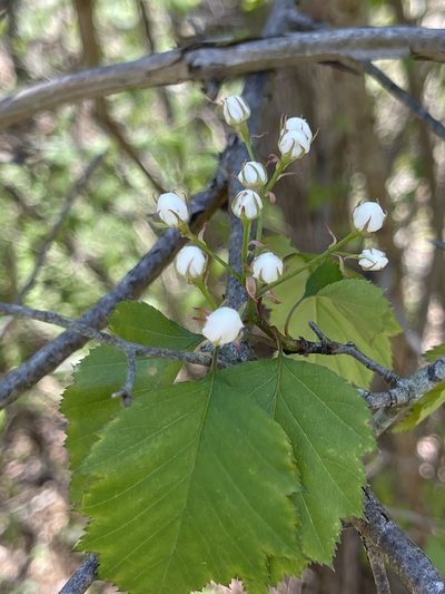 Crataegus pruinosa, photographed by Summit Metro Parks