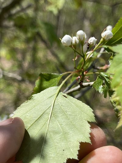 Crataegus pruinosa, photographed by Summit Metro Parks