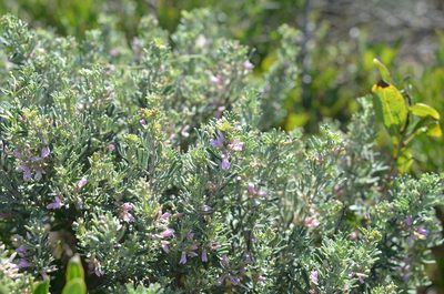 Indigofera brachystachya, photographed by Charleen Brunke